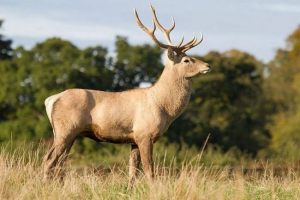 Tugai (bukhara) noble deer